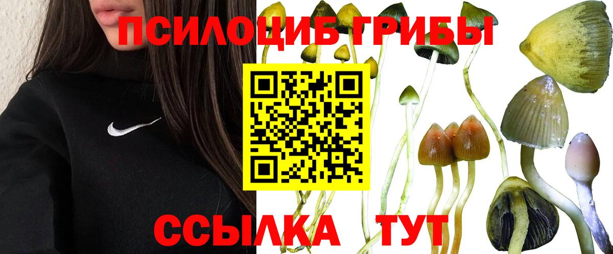 цены наркотик  Псилоцибиновые грибы Cubensis  Вход с VPN  Шали  Псилоцибиновые грибы GOLDEN TEACHER 